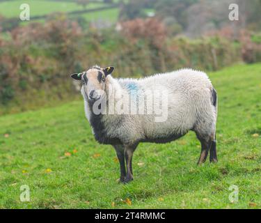 badger affronta des moutons de montagne gallois Banque D'Images