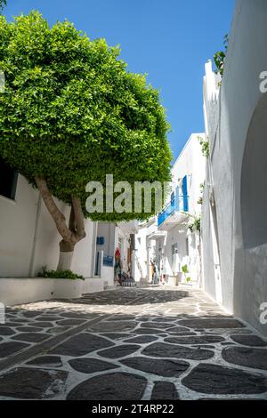 Arbre dans les rues de Parikia, Paros Banque D'Images