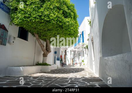 Arbre dans les rues de Parikia, Paros Banque D'Images