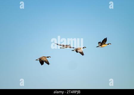 Cackling Geese, Staten Preserve, Californie Banque D'Images