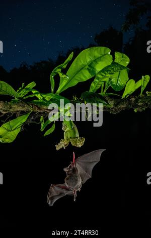 Chauve-souris commune à long tongued (Glossophaga soricina) adulte nourri la nuit à partir de nectar de fleurs, Costa Rica - photo stock Banque D'Images