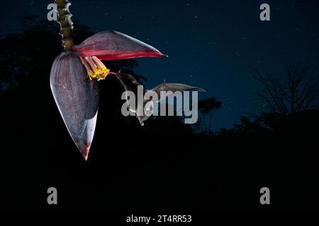 Chauve-souris commune à long tongued (Glossophaga soricina) adulte nourri la nuit à partir de nectar de fleurs, Costa Rica - photo stock Banque D'Images