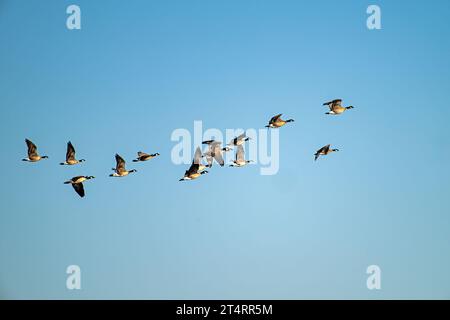 Cackling Geese, Staten Preserve, Californie Banque D'Images