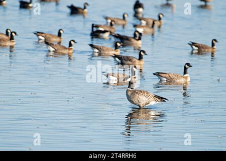 Cackling Geese, Staten Preserve, Californie Banque D'Images