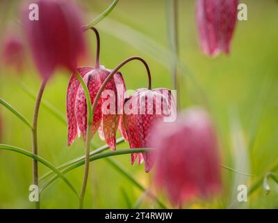 Fritillaries tête de serpents à Clattinger Meadow, Wiltshire, Royaume-Uni Banque D'Images