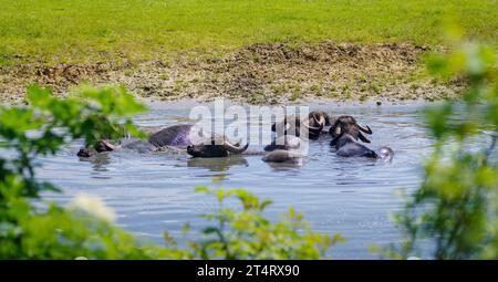 buffles d'eau se refroidissant dans un petit étang Banque D'Images