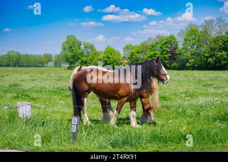 deux chevaux de trait lourds belges Banque D'Images
