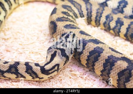 Petit serpent brun dans un terrarium en gros plan Banque D'Images