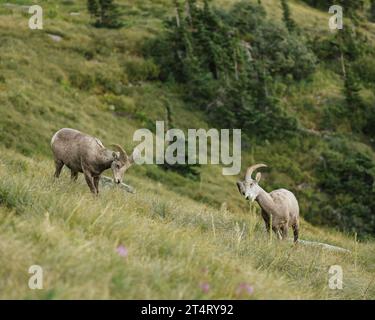 Moutons à grosse corne paissant dans une vallée du parc national des Glaciers Banque D'Images