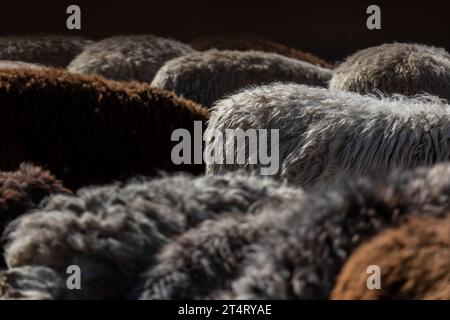 Les moutons paissent paisiblement dans la plume. Beaucoup de beaux agneaux. Les rayons du soleil illuminent la laine blanche, noire et brune des brebis. Ils hu Banque D'Images