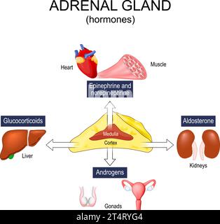 Hormones surrénaliennes. Section transversale d'une glande surrénale humaine. Androgènes, cortisol, aldostérone, épinéphrine et norépinéphrine. Illustration vectorielle Illustration de Vecteur