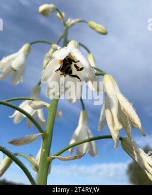Abeille européenne (Apis mellifera) pollinisant un perce-neige, Lituanie Banque D'Images