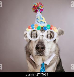 Portrait d'un vieux berger allemand portant un chapeau de fête d'anniversaire, avec le numéro 12, lunettes de fantaisie et une chemise et une cravate Banque D'Images