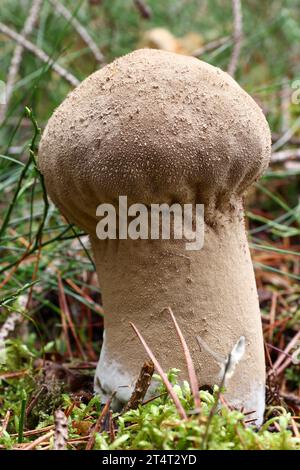 Macaron allongé - macaron en forme de poire - champignon comestible Banque D'Images