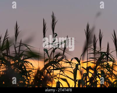 Trebbin, Allemagne. 30 juillet 2023. 30.07.2023, Trebbin. Les roseaux se déplacent dans le vent au coucher du soleil à Trebbin, Brandebourg, dans le parc naturel de Nuthe-Nieplitz. Crédit : Wolfram Steinberg/dpa crédit : Wolfram Steinberg/dpa/Alamy Live News Banque D'Images