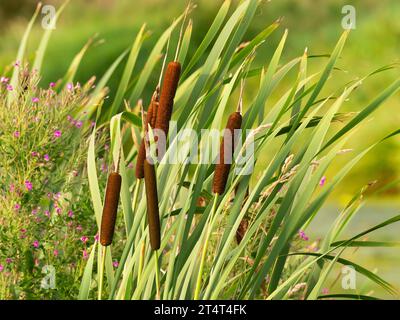Trebbin, Allemagne. 30 juillet 2023. 30.07.2023, Trebbin. Des mégots de roseau sont vus à Trebbin, Brandebourg, dans le parc naturel de Nuthe-Nieplitz. Crédit : Wolfram Steinberg/dpa crédit : Wolfram Steinberg/dpa/Alamy Live News Banque D'Images