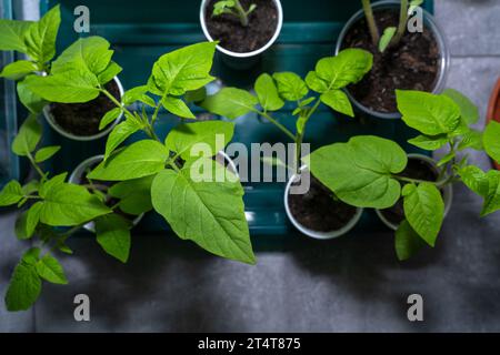 Petits plants de tomates tout en poussant au printemps à l'intérieur de la maison Banque D'Images