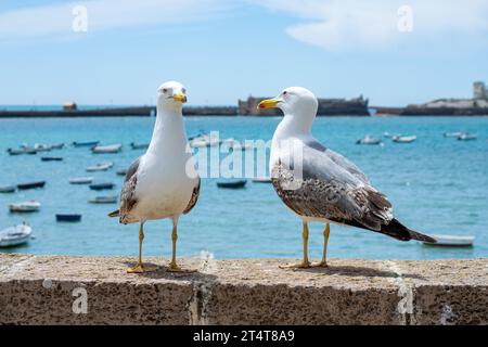 CADIX, ESPAGNE - 30 AVRIL 2023 : mouettes sur la plage de la Caleta dans le centre-ville de Cadix, Espagne sur 30 avril 2023 Banque D'Images