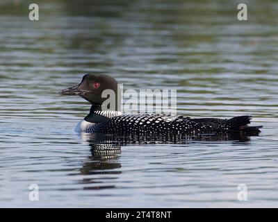 Loon commun (Gavia immer) sur un lac éloigné du nord du Minnesota USA dans la forêt nationale de Chippewa Banque D'Images