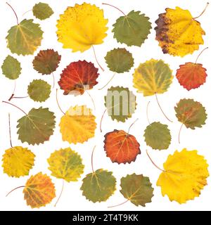 Feuilles couleurs d'automne, arbre de peuplier, Populus tremula, blanc, fond clair, vraies couleurs naturelles, ensemble, collection, numérisé, pas de filtres Banque D'Images