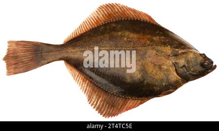 Poissons plats capturés en mer isolés Banque D'Images