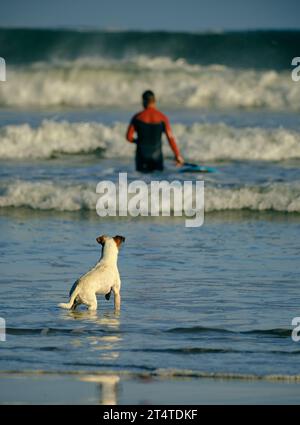 Sur le rivage d’une plage, un petit chien voit son maître aller dans la mer pour attraper les vagues, scène tendre commune sur les plages où se pratique le surf. Banque D'Images