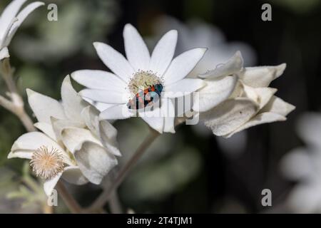 Fleurs de flanelle australiennes avec coléoptère se nourrissant de nectar Banque D'Images