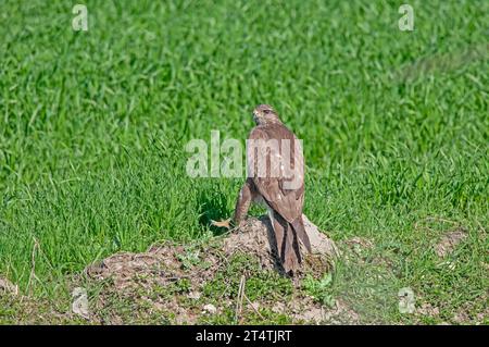 Buzzard commun (Buteo buteo) debout sur le sol. Fond vert. Banque D'Images