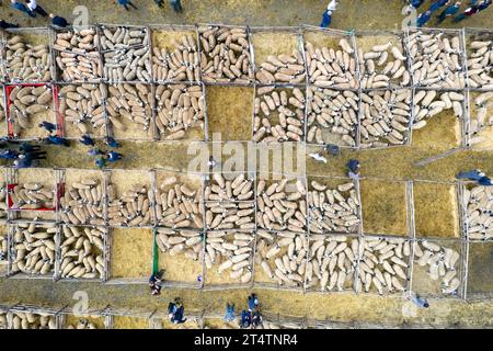 Vue aérienne de la vente d'agneau mulet gimmer du nord de l'Angleterre à Hawes Auction Mart, North Yorkshire, Royaume-Uni. Banque D'Images