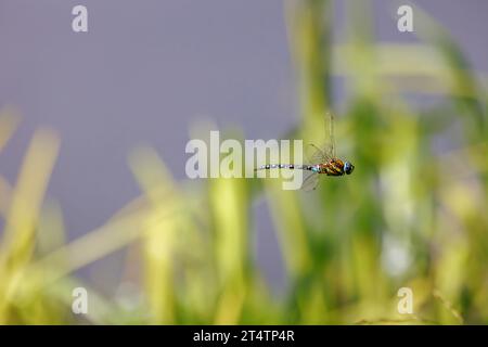 Vue latérale d'une libellule migrante mâle bleue et brune (Aeshna mixta) en vol dans des zones humides près de Guildford, Surrey, sud-est de l'Angleterre Banque D'Images