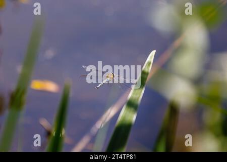 Vue postérieure d'une libellule migrant Hawker (Aeshna mixta) mâle en vol par des roseaux au bord de l'eau de Frensham Little Pond, Surrey, Royaume-Uni Banque D'Images