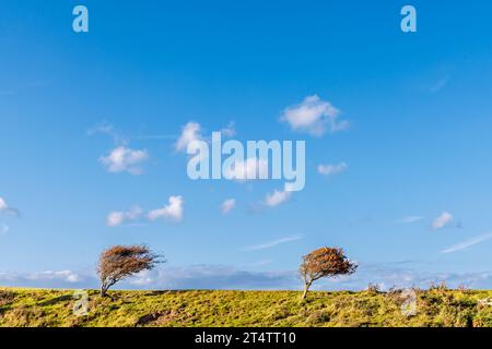 Aubépine (crataegus) balayée par le vent dominant à Cuckmere Haven dans la réserve naturelle de Seaford Head par une journée ensoleillée avec un ciel bleu Banque D'Images