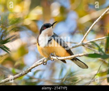 Bec d'épingle de l'est (Acanthorhynchus tenuirostris) perché sur une branche au milieu d'un feuillage de couleur automnale avec un ciel bleu en arrière-plan. Banque D'Images