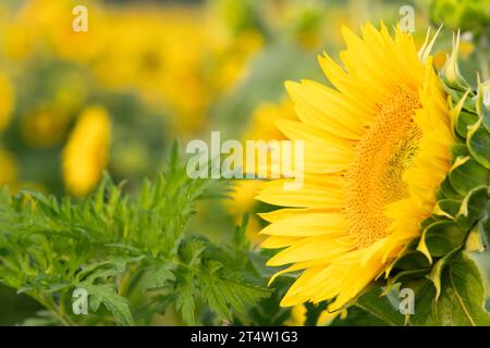 Vue latérale d'un tournesol jaune vif dans un champ en été ; macro Banque D'Images