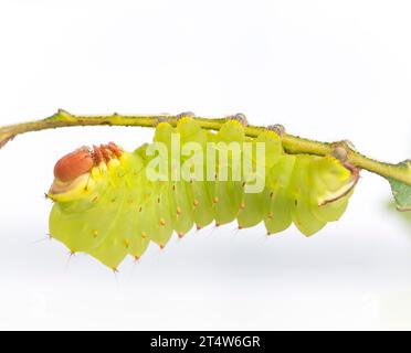 Macro d'une chenille Luna Moth (actias luna). Vue latérale sur fond blanc. Banque D'Images