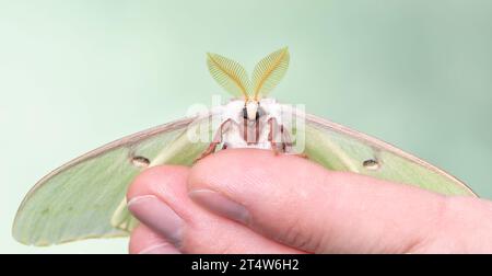 Macro d'une mite Luna (Actias luna). Banque D'Images