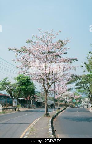 Fleur de poui rose ou trompette rose (Tabebuia rosea) fleurissant dans la rue de Salatiga, Indonésie. Banque D'Images