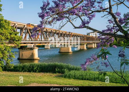 Pont de Grafton avec un jacaranda fleuri au premier plan à Grafton, NSW, Australie Banque D'Images