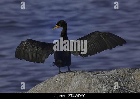 Pacific Grove, Californie, États-Unis. 1 novembre 2023. Les cormorans à double crête (Nannopterum auritum) ont des plumes qui deviennent facilement gorgées d'eau, ce qui leur permet de plonger plus profondément en empêchant les bulles d'air de se coincer sous leurs plumes. C'est l'une des raisons pour lesquelles vous voyez souvent des cormorans debout avec leurs ailes déployées, séchant leurs ailes mouillées après la plongée. (Image de crédit : © Rory Merry/ZUMA Press Wire) USAGE ÉDITORIAL SEULEMENT! Non destiné à UN USAGE commercial ! Banque D'Images