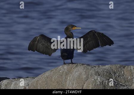 Pacific Grove, Californie, États-Unis. 1 novembre 2023. Les cormorans à double crête (Nannopterum auritum) ont des plumes qui deviennent facilement gorgées d'eau, ce qui leur permet de plonger plus profondément en empêchant les bulles d'air de se coincer sous leurs plumes. C'est l'une des raisons pour lesquelles vous voyez souvent des cormorans debout avec leurs ailes déployées, séchant leurs ailes mouillées après la plongée. (Image de crédit : © Rory Merry/ZUMA Press Wire) USAGE ÉDITORIAL SEULEMENT! Non destiné à UN USAGE commercial ! Banque D'Images