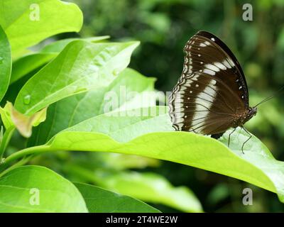 Bleu Lune ou Grande mouche (Hypolimnas bolina) papillon sur feuille avec fond vert naturel, rayures blanches Trey sur l'aile brun foncé Banque D'Images