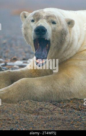 Ours polaire Ursus maritimus gros sanglier repose sur le rivage le long de Bernard Spit comme il attend l'automne geler jusqu'à 1002 zone ANWR Alaska Banque D'Images