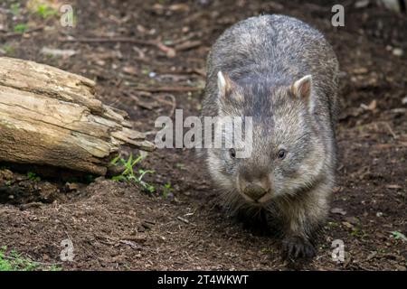 Wombat marchant le long du sol forestier en Australie méridionale. Banque D'Images