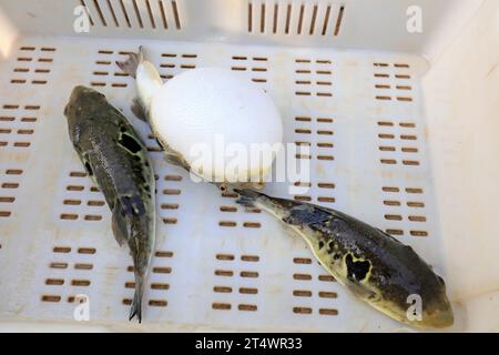 les rubripes takifugu dans un atelier de mariculture Banque D'Images