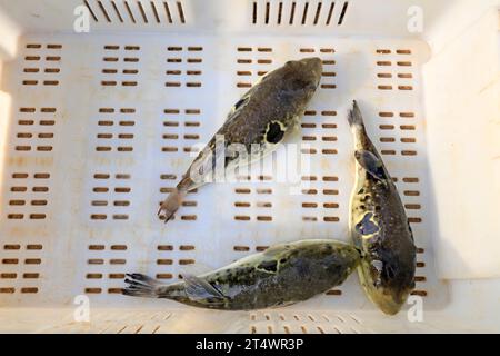 les rubripes takifugu dans un atelier de mariculture Banque D'Images