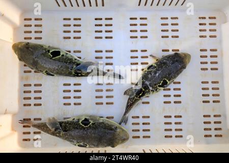 les rubripes takifugu dans un atelier de mariculture Banque D'Images