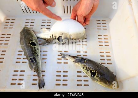 les rubripes takifugu dans un atelier de mariculture Banque D'Images