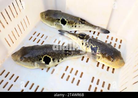 les rubripes takifugu dans un atelier de mariculture Banque D'Images