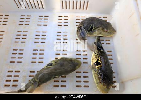 les rubripes takifugu dans un atelier de mariculture Banque D'Images