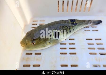 les rubripes takifugu dans un atelier de mariculture Banque D'Images